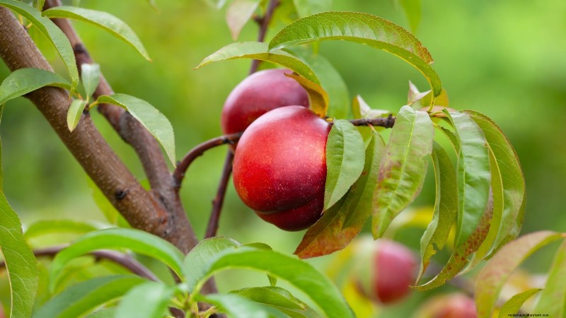 11 arbres fruitiers exceptionnels à planter en septembre 