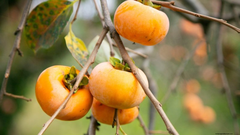 11 arbres fruitiers exceptionnels à planter en septembre 