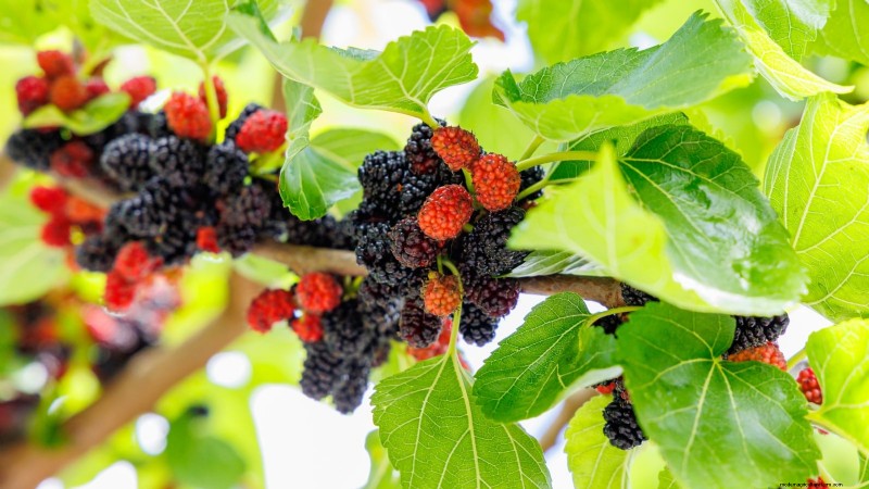 11 arbres fruitiers exceptionnels à planter en septembre 
