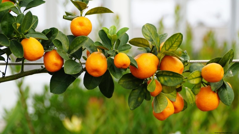 11 arbres fruitiers exceptionnels à planter en septembre 