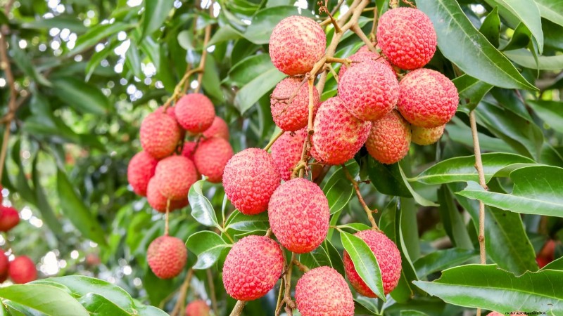 11 arbres fruitiers exceptionnels à planter en septembre 