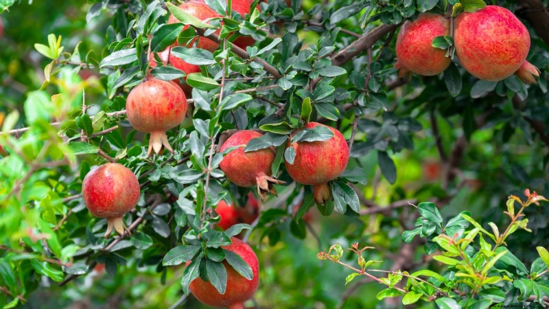 11 arbres fruitiers exceptionnels à planter en septembre 