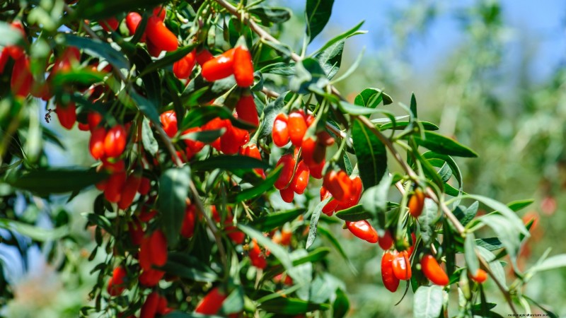 11 arbres fruitiers exceptionnels à planter en septembre 