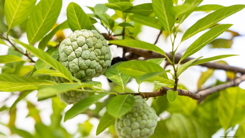 11 arbres fruitiers exceptionnels à planter en septembre 