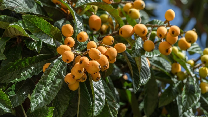 11 arbres fruitiers exceptionnels à planter en septembre 
