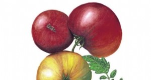 7 estrategias comprobadas para cultivar tomates en climas cálidos y húmedos 