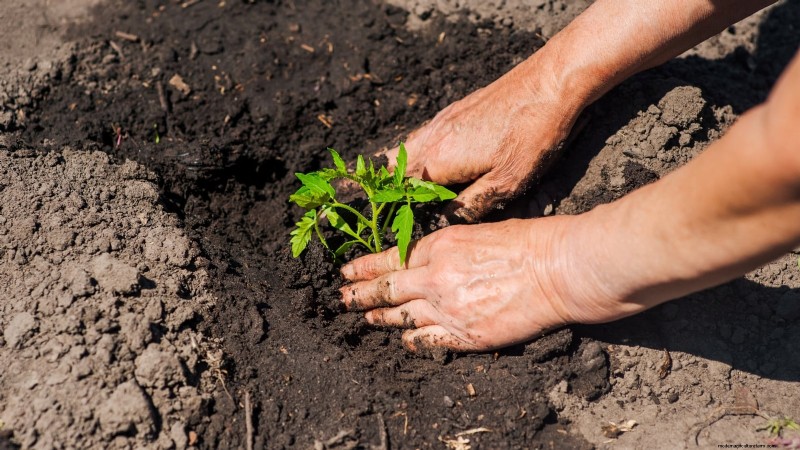 7 stratégies éprouvées pour cultiver des tomates dans des climats chauds et humides 