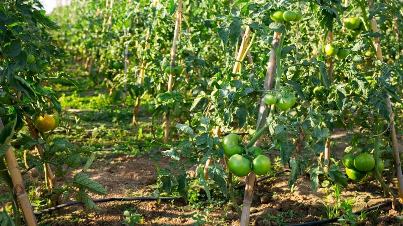 7 stratégies éprouvées pour cultiver des tomates dans des climats chauds et humides 
