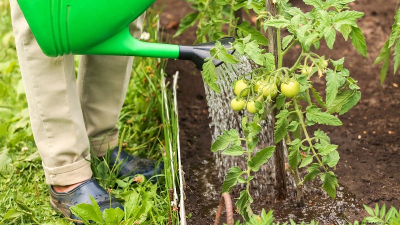 7 stratégies éprouvées pour cultiver des tomates dans des climats chauds et humides 