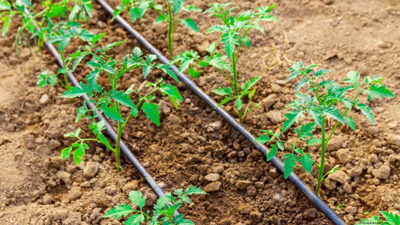 7 stratégies éprouvées pour cultiver des tomates dans des climats chauds et humides 