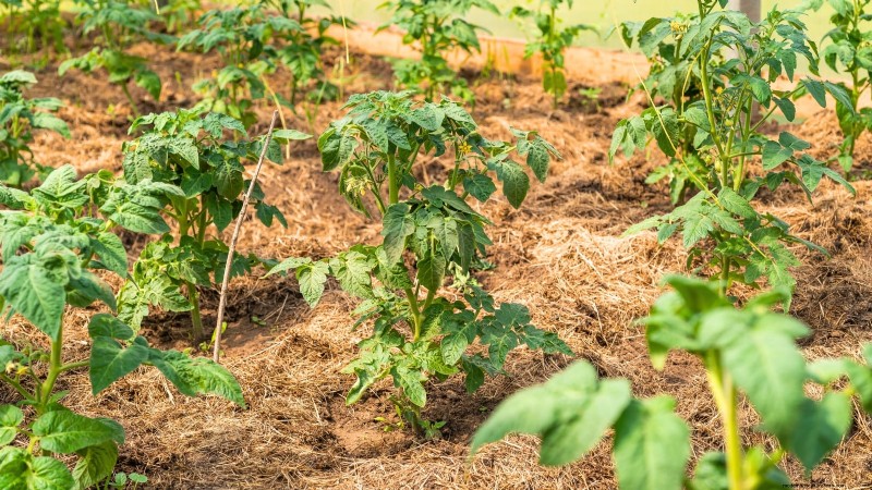 7 stratégies éprouvées pour cultiver des tomates dans des climats chauds et humides 