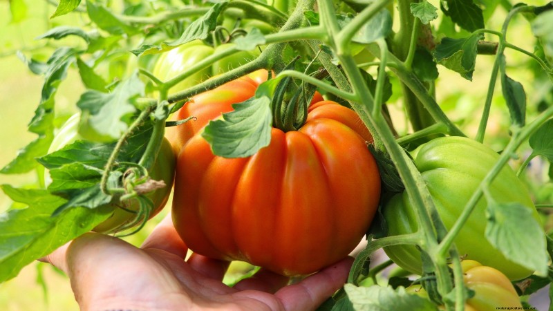 7 stratégies éprouvées pour cultiver des tomates dans des climats chauds et humides 