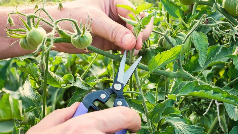 7 stratégies éprouvées pour cultiver des tomates dans des climats chauds et humides 
