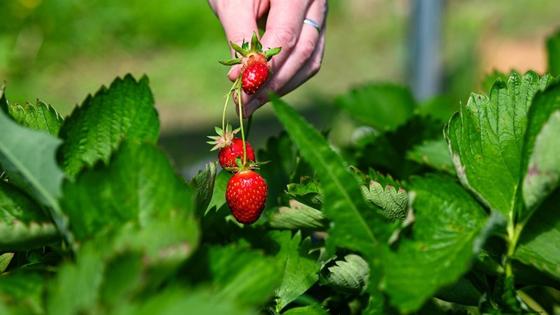 夏のイチゴ畑を活性化する:専門家の改修ヒント 