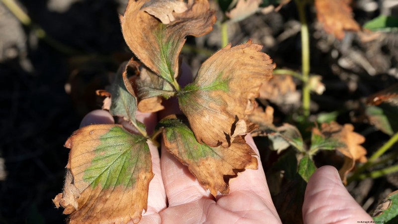 夏のイチゴ畑を活性化する:専門家の改修ヒント 