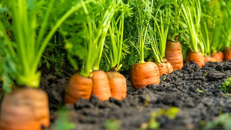 Piantare carote per un raccolto autunnale:tempi ottimali e consigli degli esperti 
