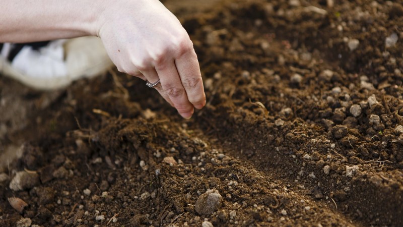 Piantare carote per un raccolto autunnale:tempi ottimali e consigli degli esperti 