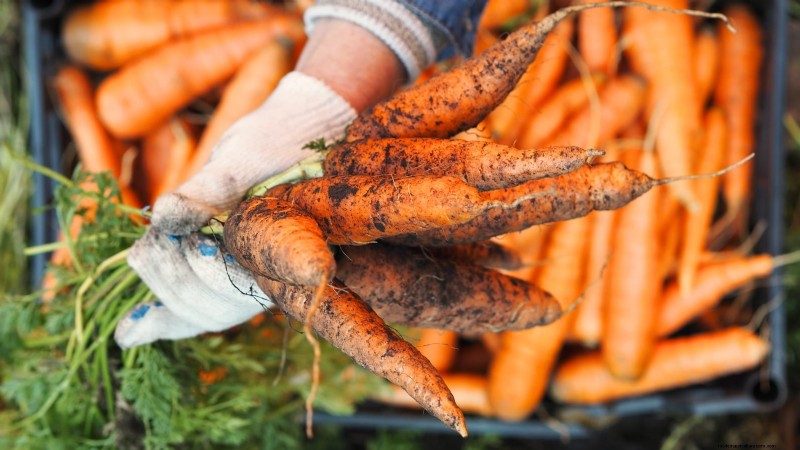 Piantare carote per un raccolto autunnale:tempi ottimali e consigli degli esperti 