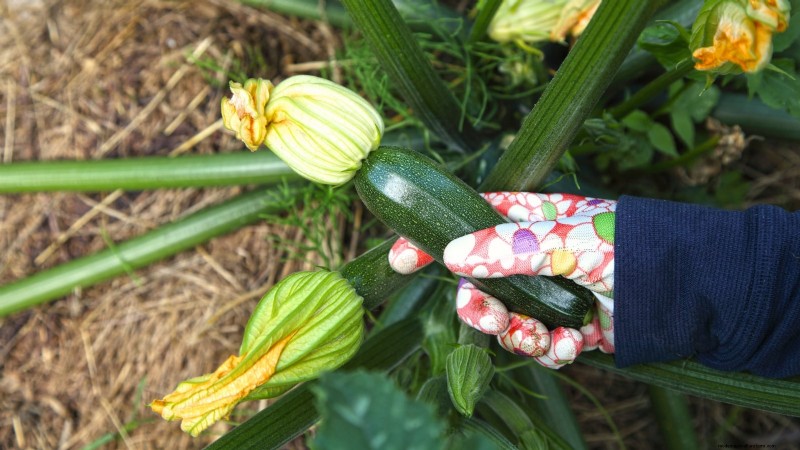 Quando raccogliere le zucchine:una guida al massimo sapore e consistenza 