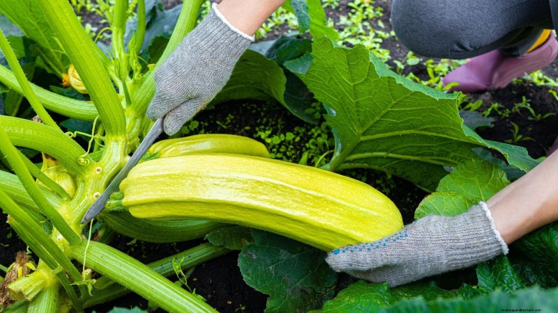 Quando raccogliere le zucchine:una guida al massimo sapore e consistenza 