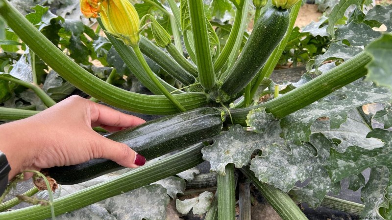 Quando raccogliere le zucchine:una guida al massimo sapore e consistenza 