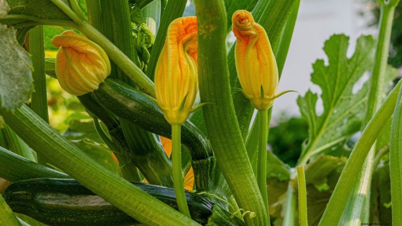 Quando raccogliere le zucchine:una guida al massimo sapore e consistenza 