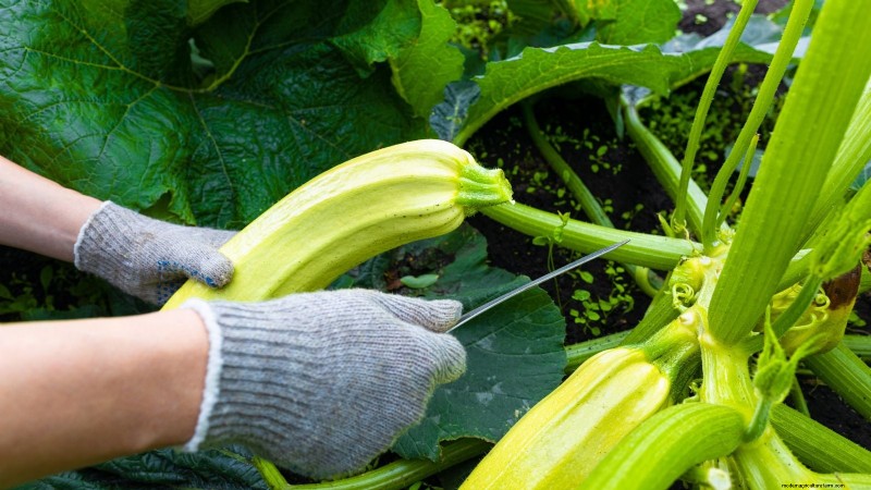 Quando raccogliere le zucchine:una guida al massimo sapore e consistenza 