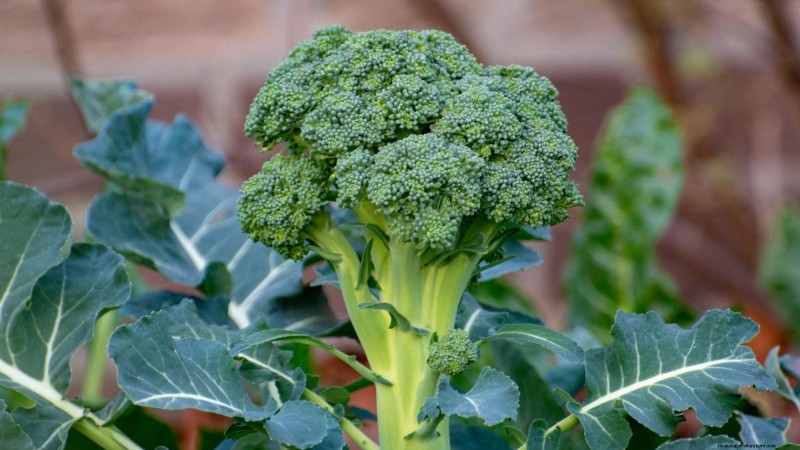 Qual è il momento perfetto per raccogliere i broccoli? 
