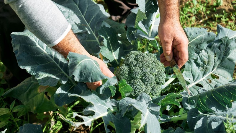 Qual è il momento perfetto per raccogliere i broccoli? 