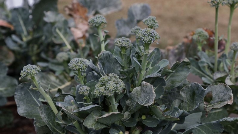 Qual è il momento perfetto per raccogliere i broccoli? 