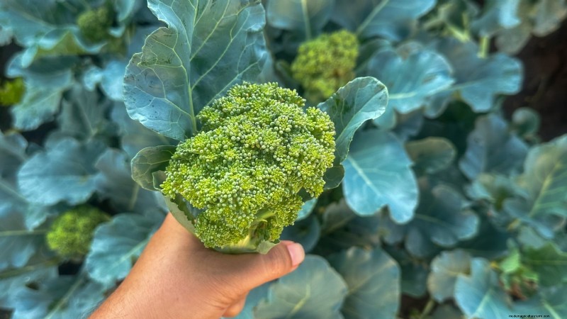 Qual è il momento perfetto per raccogliere i broccoli? 