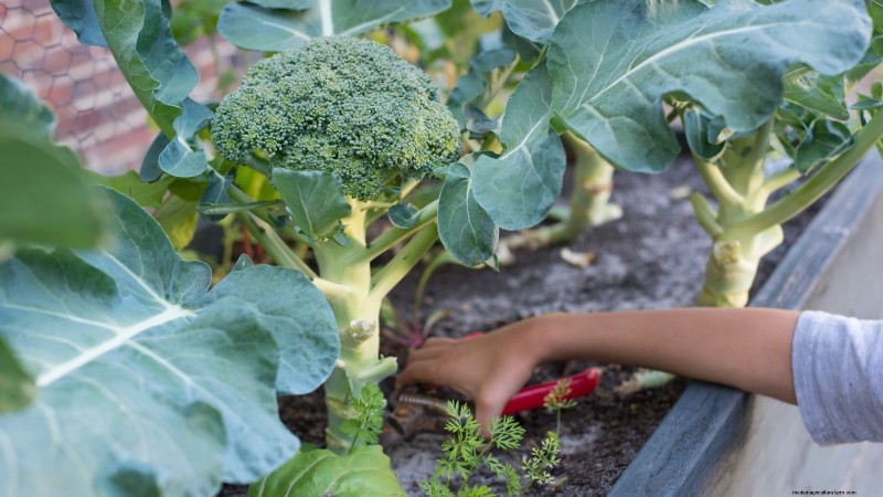 Qual è il momento perfetto per raccogliere i broccoli? 