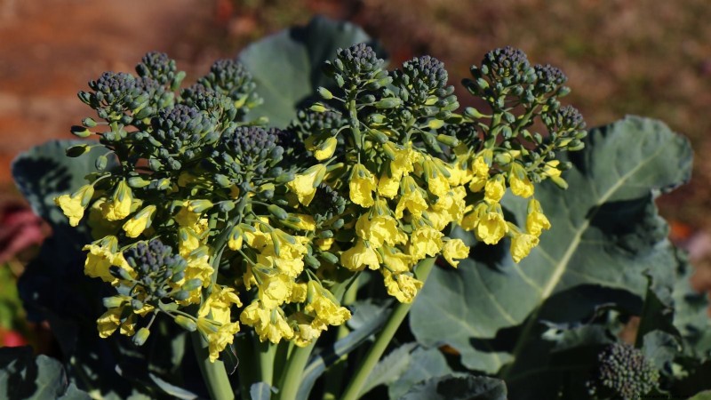 Qual è il momento perfetto per raccogliere i broccoli? 