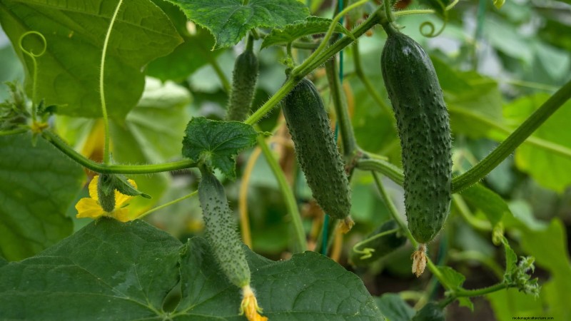 Plantera dessa 9 grönsaker i juli för en blomstrande sommarträdgård 