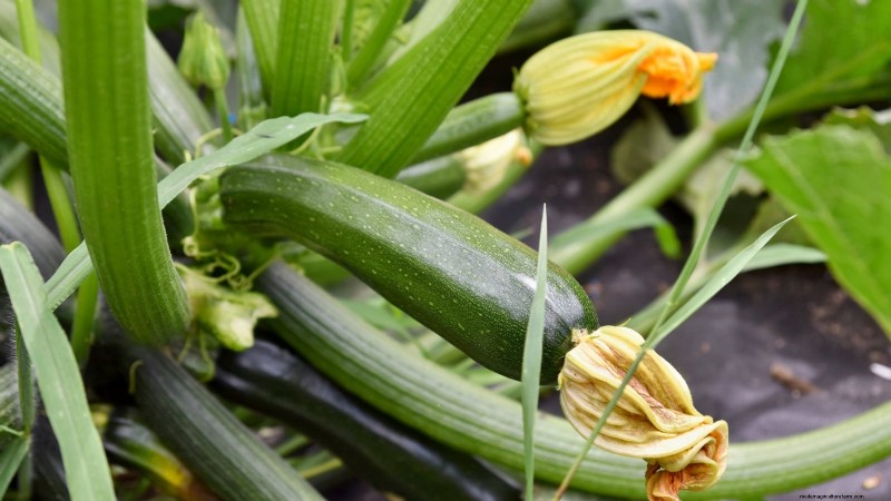 Plantera dessa 9 grönsaker i juli för en blomstrande sommarträdgård 