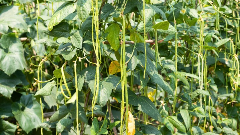 Plantera dessa 9 grönsaker i juli för en blomstrande sommarträdgård 