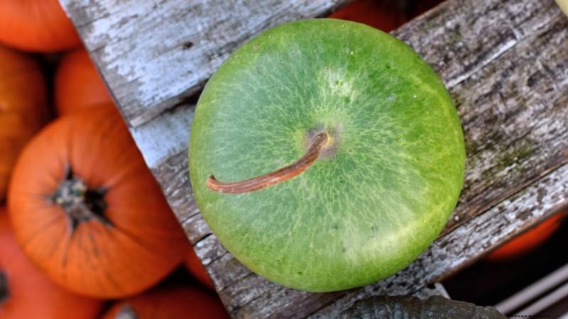 11 fantastiska kalebasser att plantera i höst för hantverk och inredning 