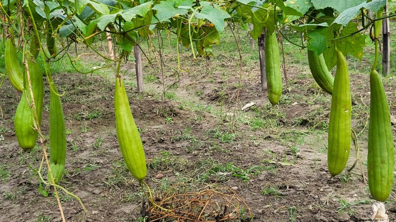 11 fantastiska kalebasser att plantera i höst för hantverk och inredning 