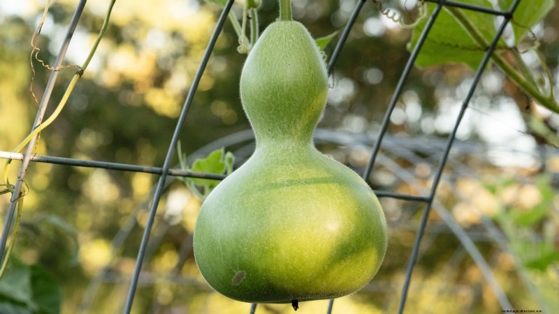 11 fantastiska kalebasser att plantera i höst för hantverk och inredning 
