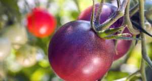 11 splendide varietà di pomodori neri e viola da coltivare 