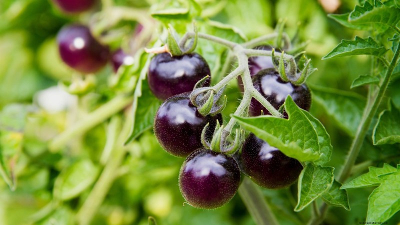 11 superbes variétés de tomates noires et violettes que vous devez cultiver 