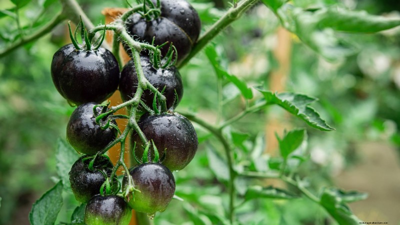 11 superbes variétés de tomates noires et violettes que vous devez cultiver 