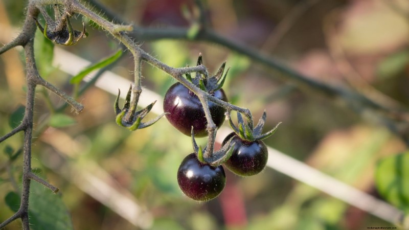 11 superbes variétés de tomates noires et violettes que vous devez cultiver 