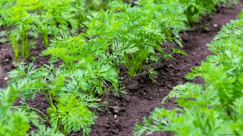 Quand récolter les carottes : 5 indicateurs approuvés par des experts 
