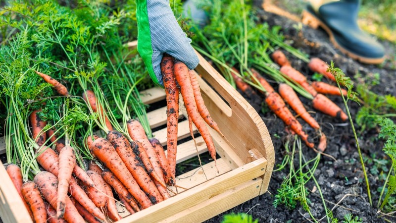 Quand récolter les carottes : 5 indicateurs approuvés par des experts 