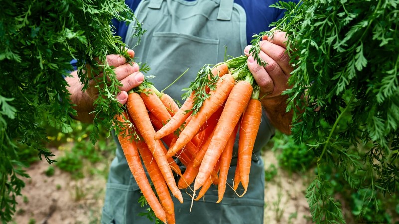 Quand récolter les carottes : 5 indicateurs approuvés par des experts 