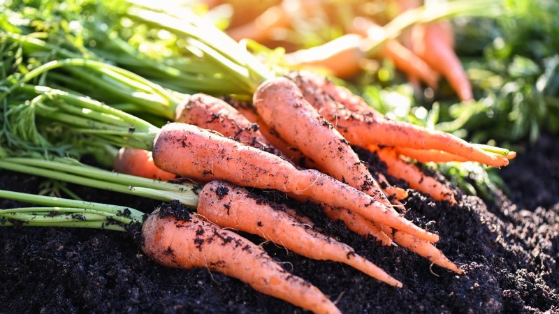 Quand récolter les carottes : 5 indicateurs approuvés par des experts 