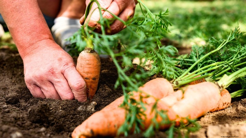 Quand récolter les carottes : 5 indicateurs approuvés par des experts 
