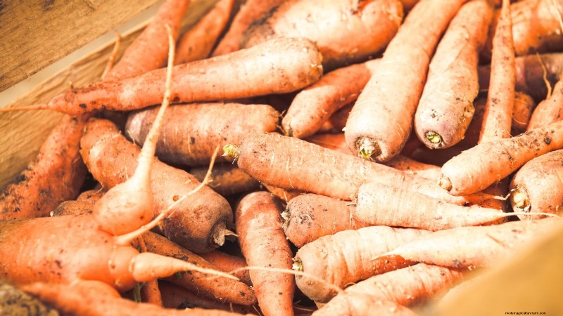Quand récolter les carottes : 5 indicateurs approuvés par des experts 