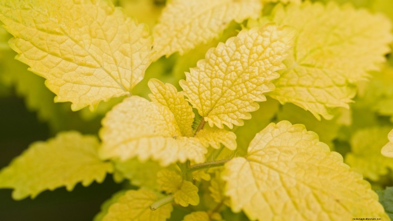 15 herbes ornementales à planter en juin pour un jardin luxuriant et écologique 